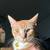 1 year old Female Orange Cat 8 thumbnail