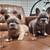 Frenchie Puppies 1 thumbnail