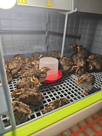 Coturnix Quail 1