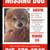 Lost Senior Male Pomeranian 1 thumbnail