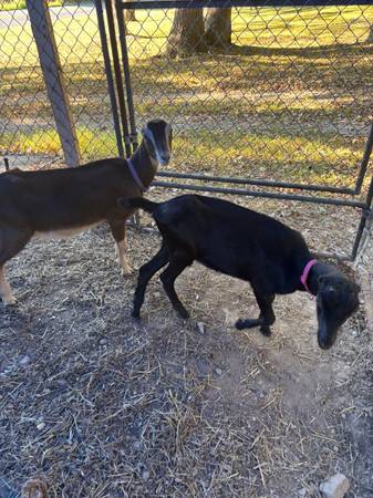 2 Lamancha doelings $500 (Clearville)63901111381507122