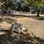 Boer goats 7 thumbnail