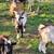 Male goats 1 thumbnail