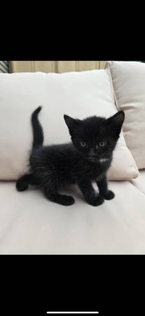 Gatita negra hembra ojos verdes (Vancouver)63821689997827120