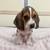 Rehoming Basset Hounds 3 thumbnail
