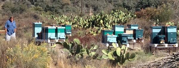 *** Live Bee Removal and relocation *** 1