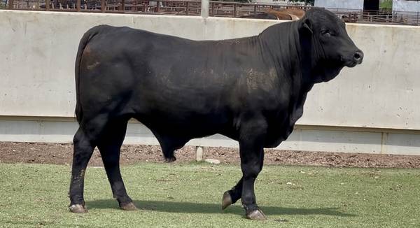 Brangus Bull Sale or Lease 1