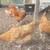 Chicken 4 thumbnail