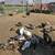 Muscovy Ducks 3 thumbnail