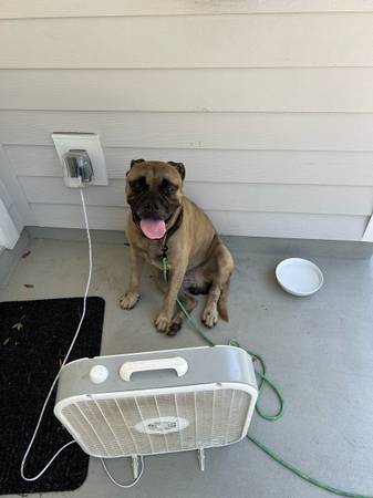 Found dog (Jacksonville)63682121492867121
