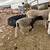 Commercial dorper lamb/sheep 7 thumbnail