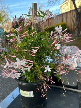 Pink Jasmine (Very strong Fragrance) - $49 (san jose south)63471367856515120