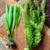 6 Decorative Plastic Aquarium Plants 4 thumbnail