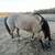 AQHA Dunskin gelding 4 thumbnail