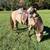 AQHA Dunskin gelding 7 thumbnail