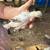 Silkies,Orpingtons,Seramas 5 thumbnail
