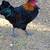 Gallos 1 thumbnail