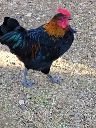 Gallos 1