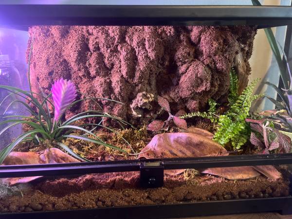 Bioactive Terrarium 1