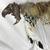 56" Native American Style Ceremonial Dance Stick Fox Skull Shaman Medi 2 thumbnail