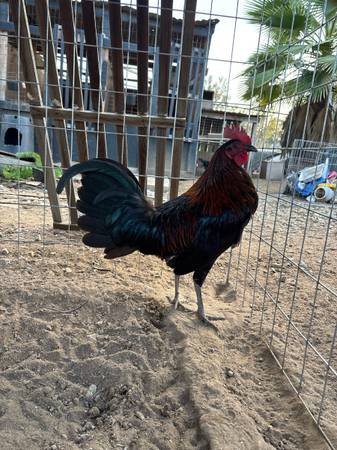 Mclean Mug Gamefowl 1