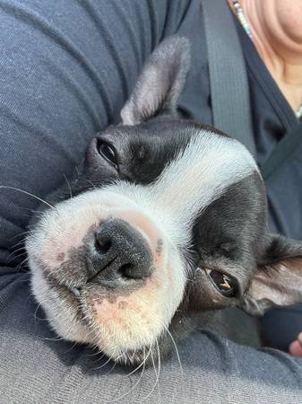 Rehoming a Boston Terrier puppy (San Jose)63696416605059121