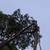 ***TREE, BRANCH, AND STUMP REMOVAL***Certified Arborist 4 thumbnail