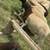 Dorper sheep ram 8 thumbnail