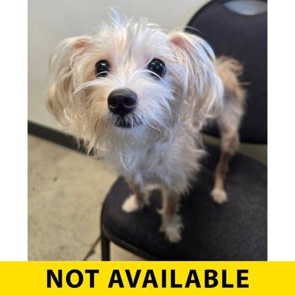 Perra encontrada - A0061613826
