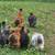 Silkie Roosters 4 thumbnail