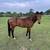 Gelding Trail Horse Deluxe 2 thumbnail