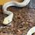 Reticulated python with enclosures heat EVERYTHING 2 thumbnail