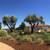Large Mature Olive Trees 3 thumbnail