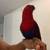 Female eclectus 3 thumbnail