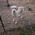 Herd needs rehoming 7 thumbnail