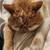 Exotic shorthair 6 thumbnail