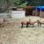 Lambs and goats for sale 1 thumbnail