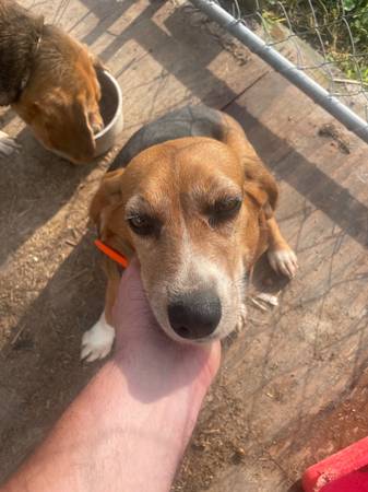 Free beagles, 2 females (Tullahoma)64151734601987121