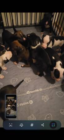 ¡Cachorros Real Pitbully!63897334641283124