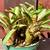 Bromeliads - cold hardy tropical plants 19 thumbnail