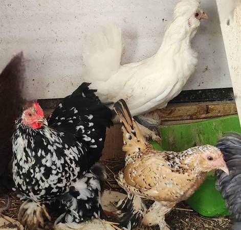 Bantam chickens (Niles)63844236072449120