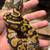 Ball python 1 thumbnail