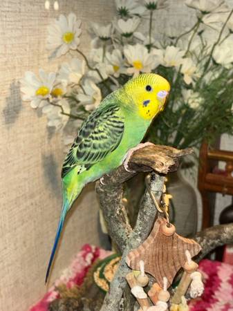 Parakeets with cage63685407403521120