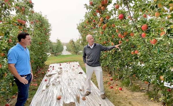 Full size HONEYCRISP APPLES TREES- 5 feet tall, 5 years old, $99 each 1