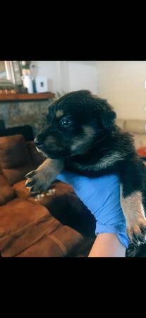Cachorros de lab pit collie (Olympia)63869711864835120