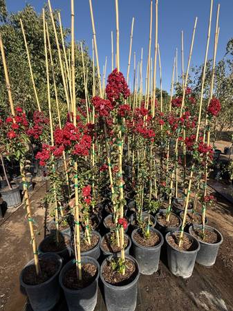 Red Dynamite Crape Myrtle 1