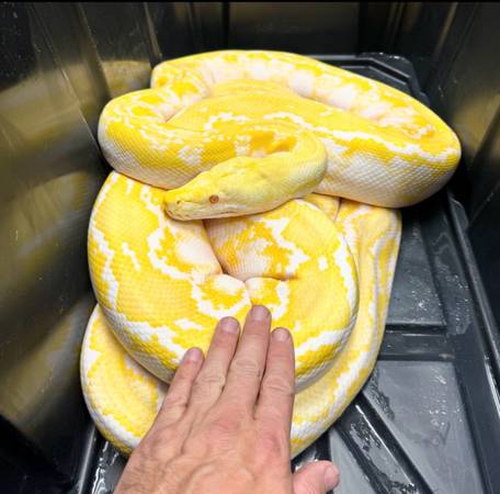 Python- reticulated pythons 1