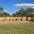 Hay For Sale 1 thumbnail
