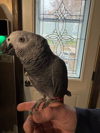 Congo African Grey 1