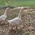 Chinese Geese 4 thumbnail